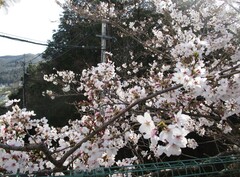 IMG_6970.JPG